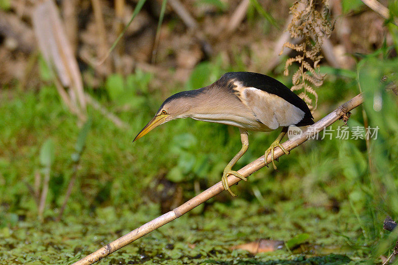 麻鳽(ixobrychus minutus)